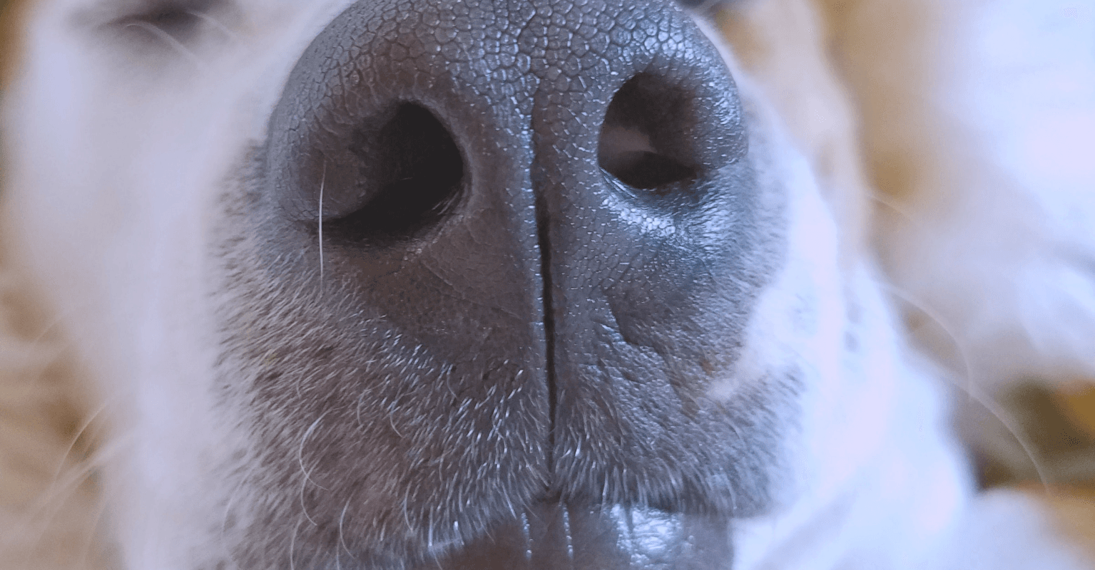 Woman's dog runs around neighborhood with sex toy that was bought 'as a joke'