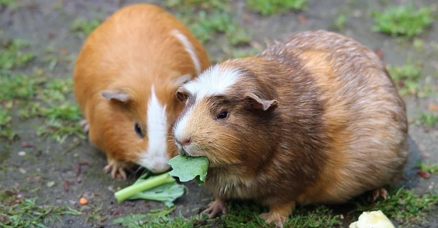 You can now buy tiny Halloween costumes for your pet guinea pig