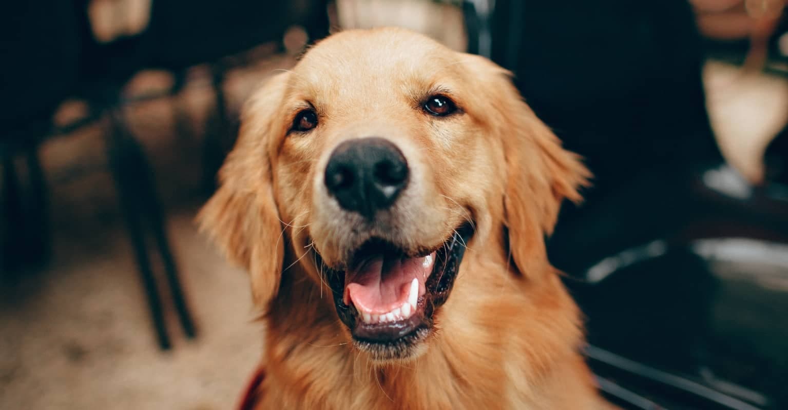 Dog eats woman's engagement ring in photo-op gone very wrong