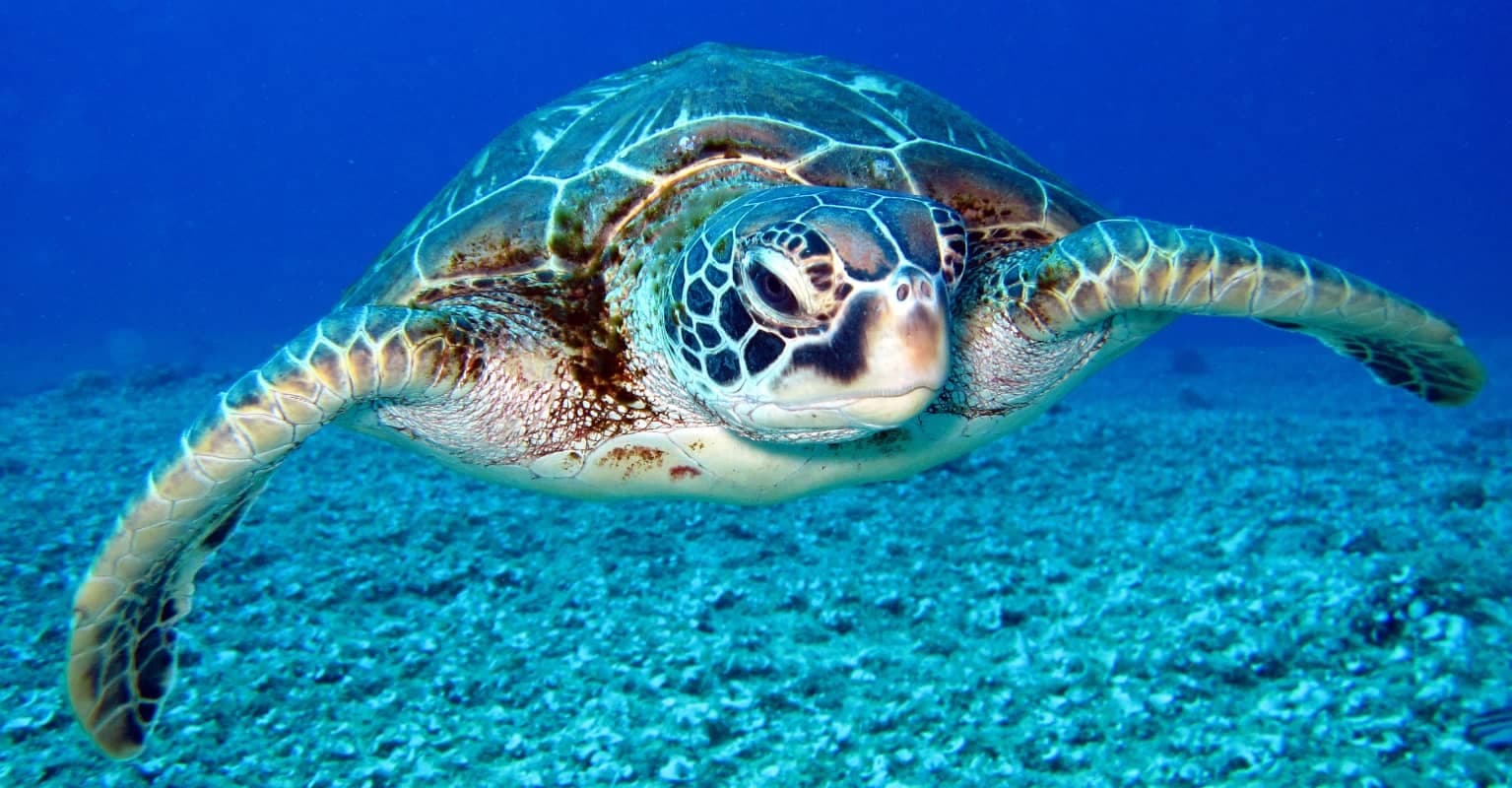 Photograph of grumpy turtle 'giving the finger' wins Comedy Wildlife Photography award