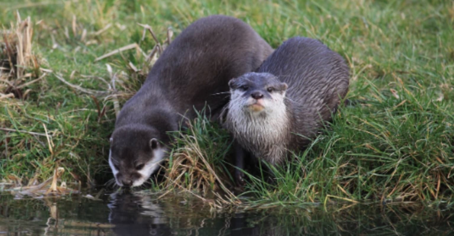 Two lonely otters who fell in love online after losing their partners have moved in together