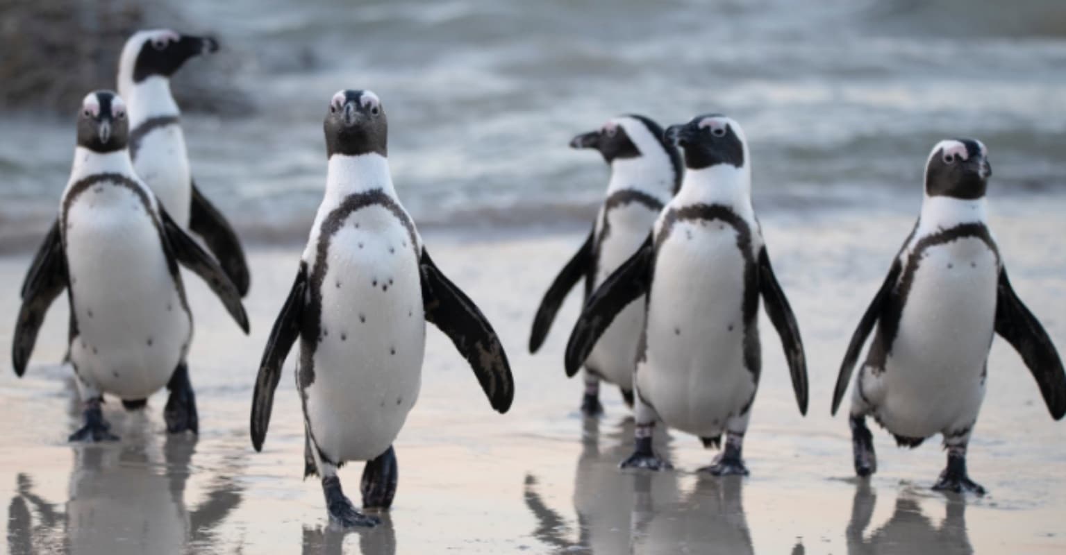 Two widowed penguins enjoying Melbourne skyline wins 2020 photography award