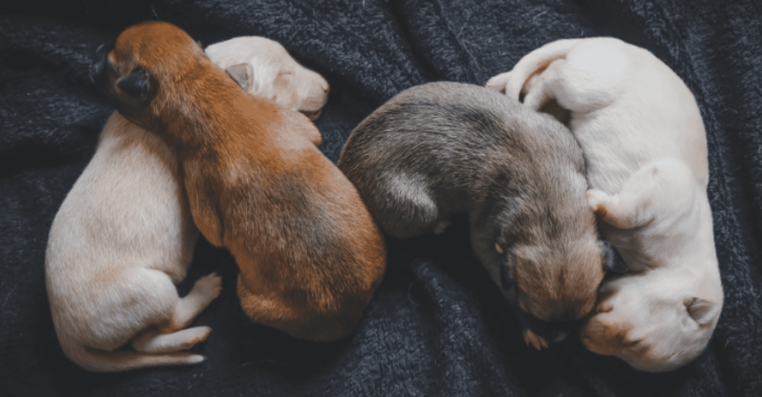 Families that bought puppies in lockdown are already trying to rehome them, charities say