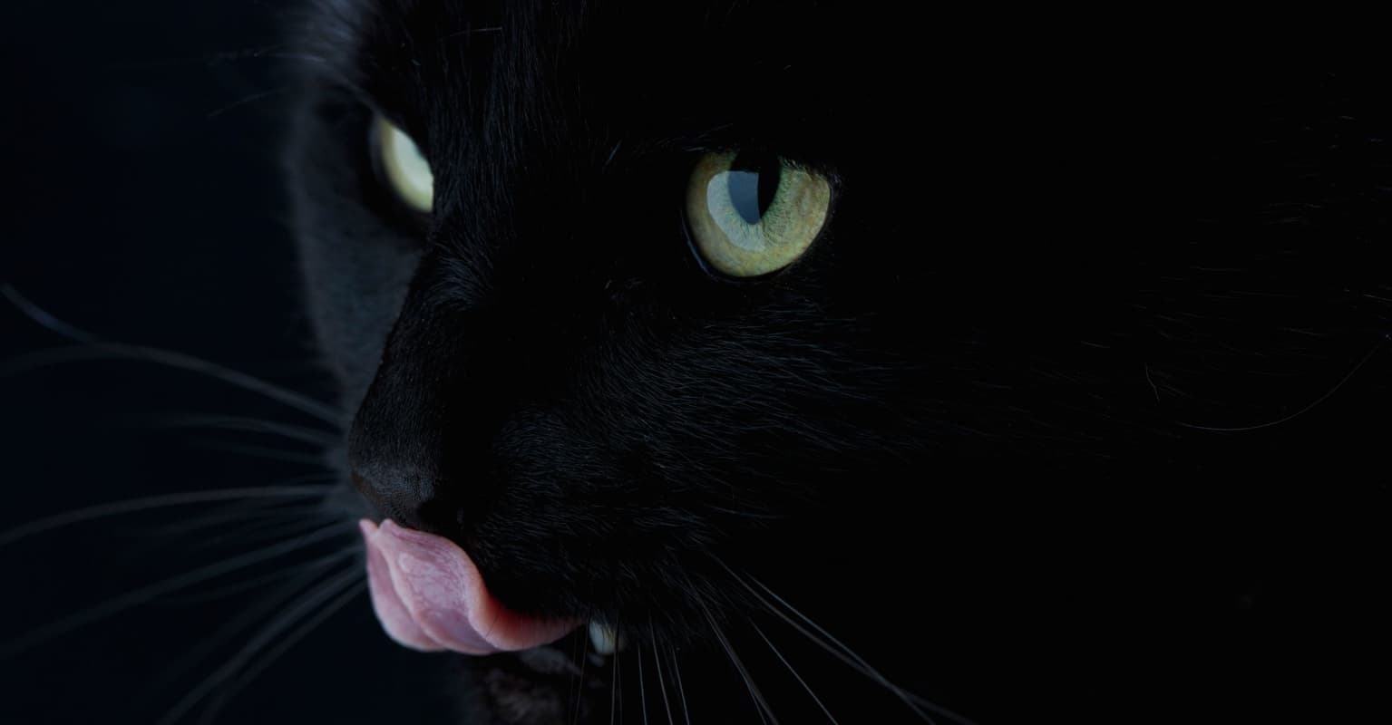 Cat leaps from fifth floor of burning building, lands, then runs away like nothing happened
