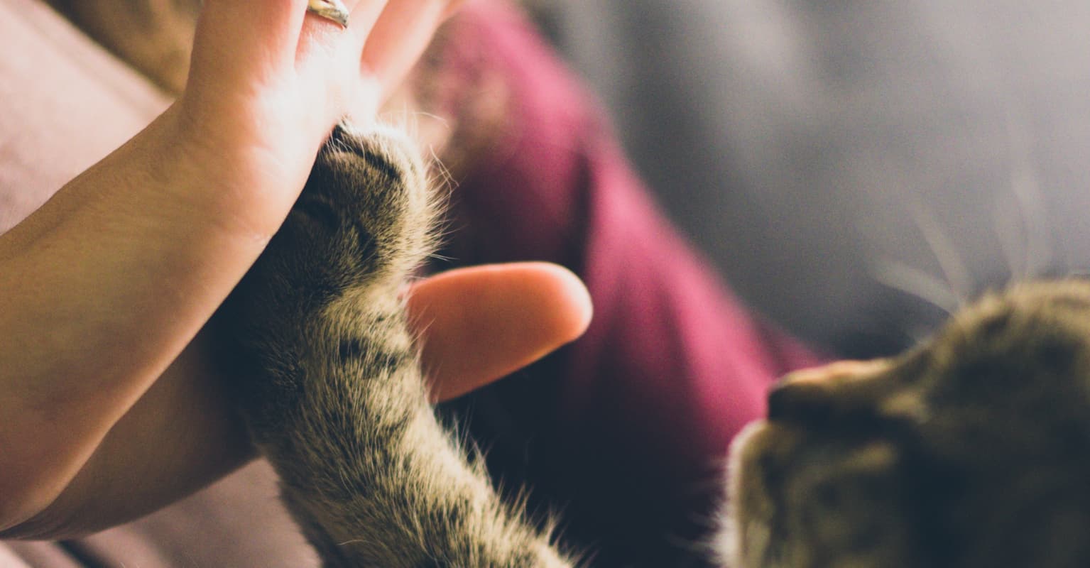 Woman sparks debate after throwing water on neighbor's son after he did the same to her cat