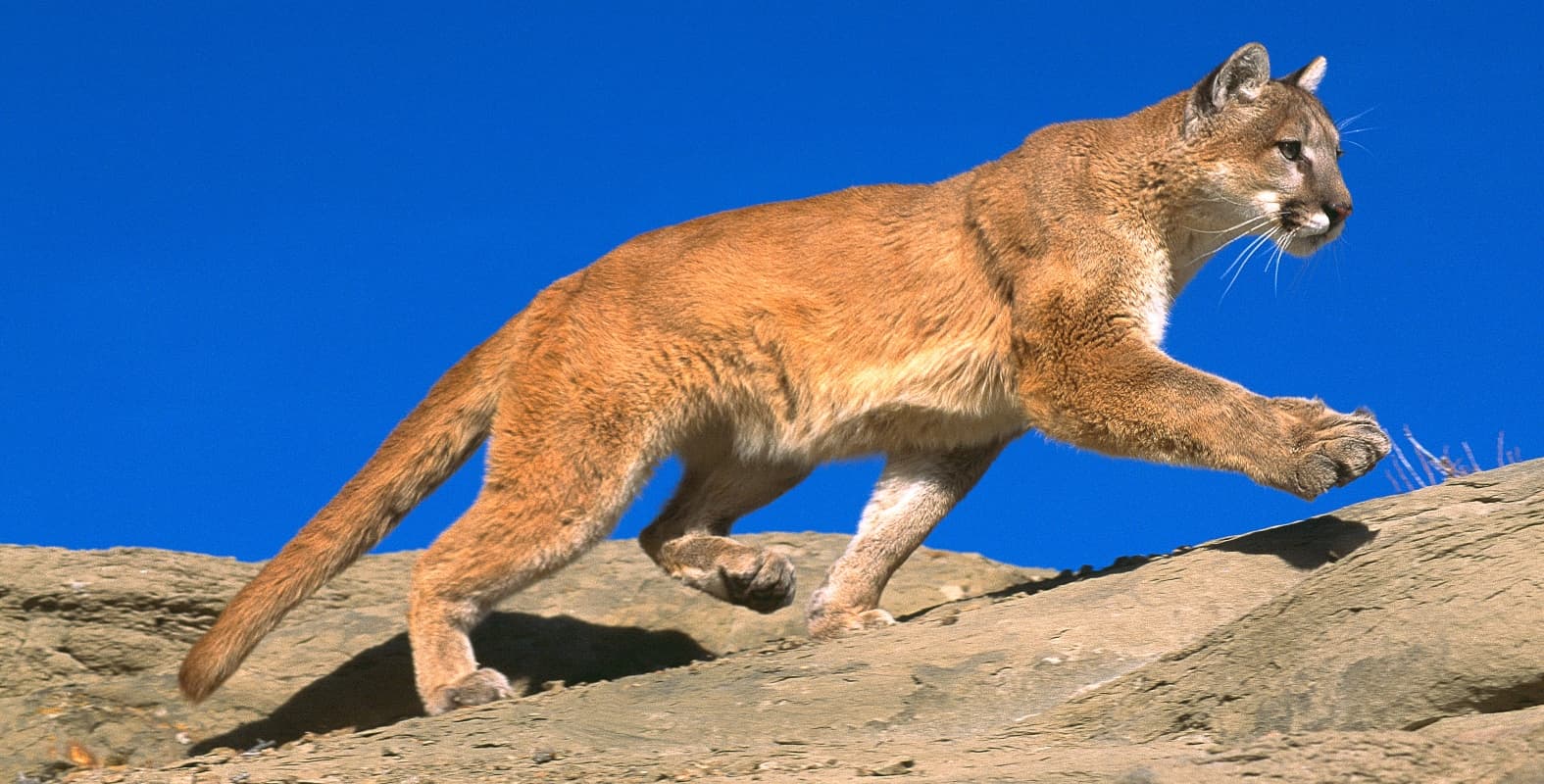 'Hero' Pit Bull chases mountain lion from home's backyard into woods to protect his family