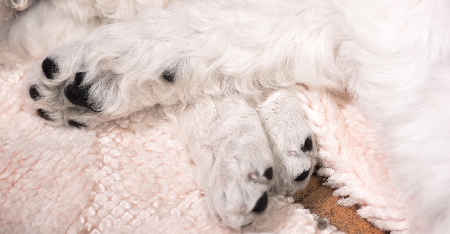 Puppies found abandoned in zipped bag on Christmas adopted by police officers who rescued them