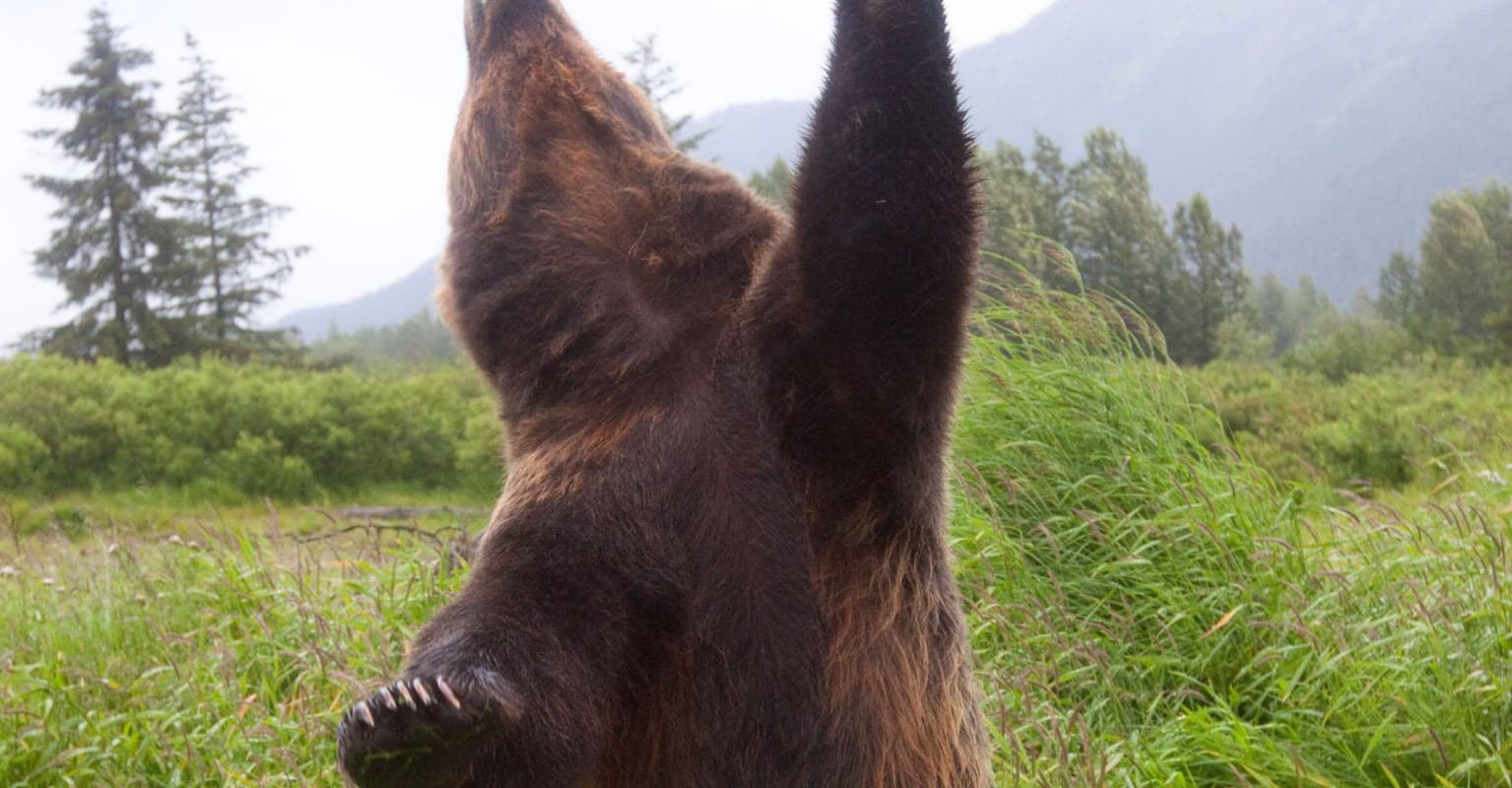 Bear high-fives driver in viral video - but mama bear 'does not approve'