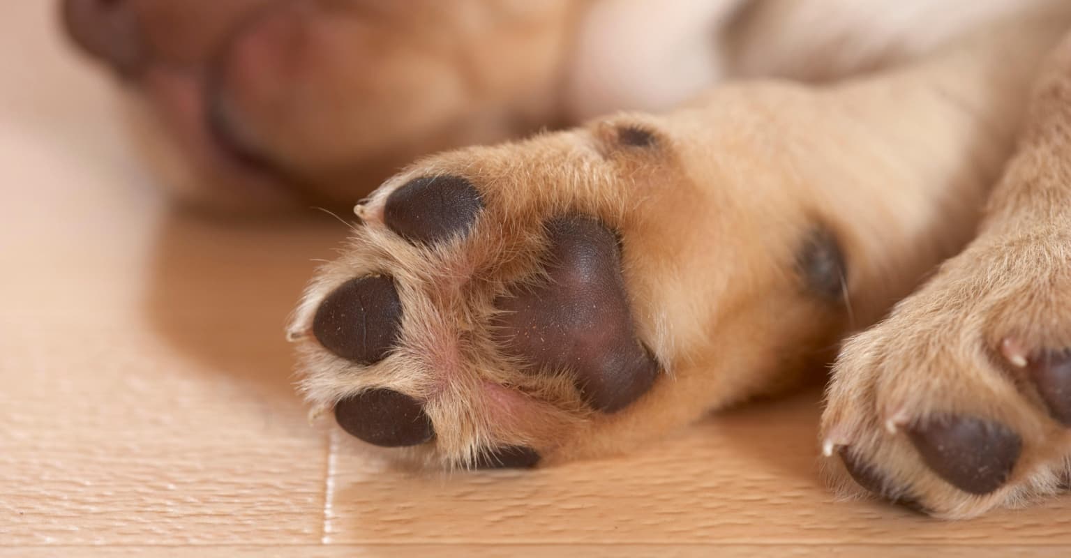 Family adopts 15-year-old dog to 'spoil her every day she has left'