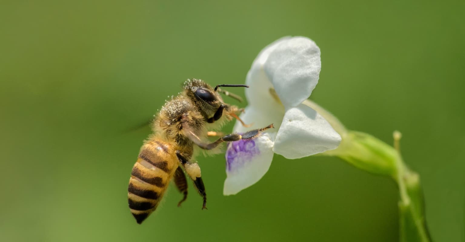 Man, 20, left fighting for his life after being stung 20,000 times by bees