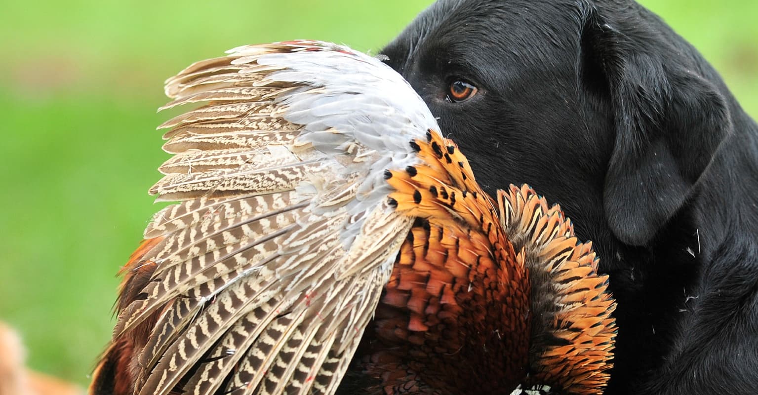 Man reportedly 'shot dead by his dog' following hunting trip