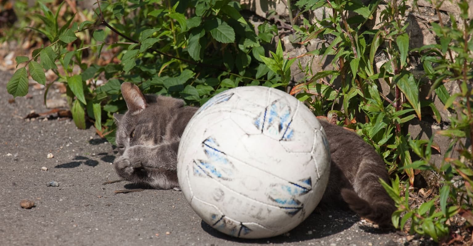 World Cup journalists gasp as Brazil press officer throws cat off table