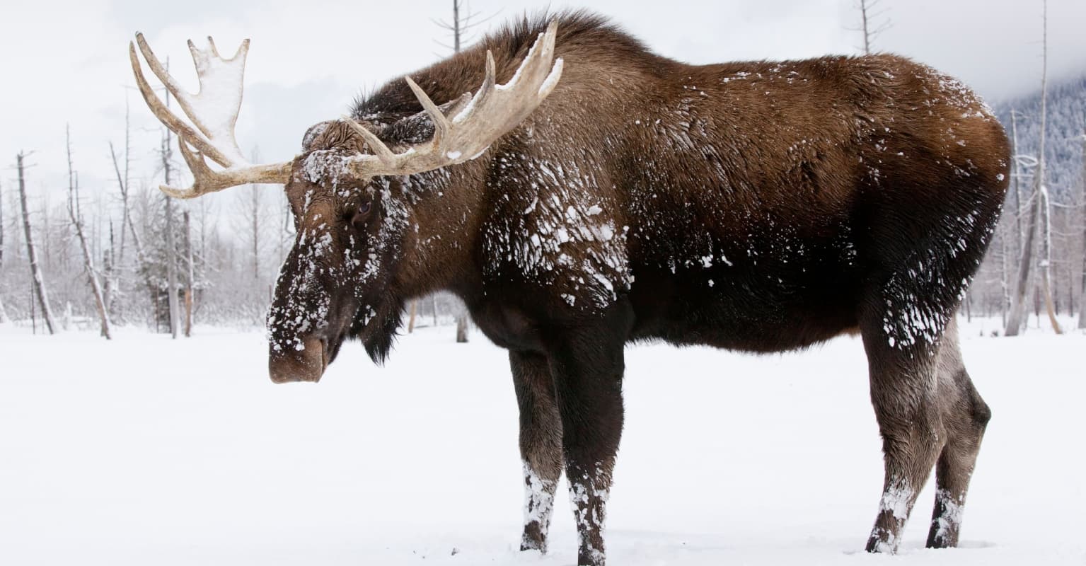 Incredibly rare video of moose shedding both its antlers leaves social media users stunned