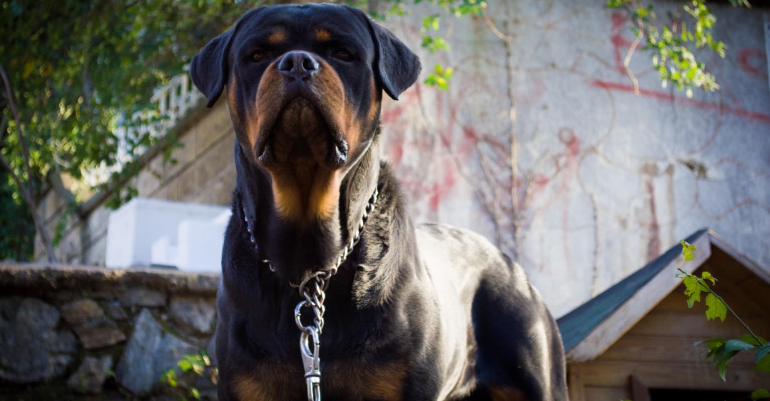 7-year-old boy killed and mother injured by pack of dogs in Idaho