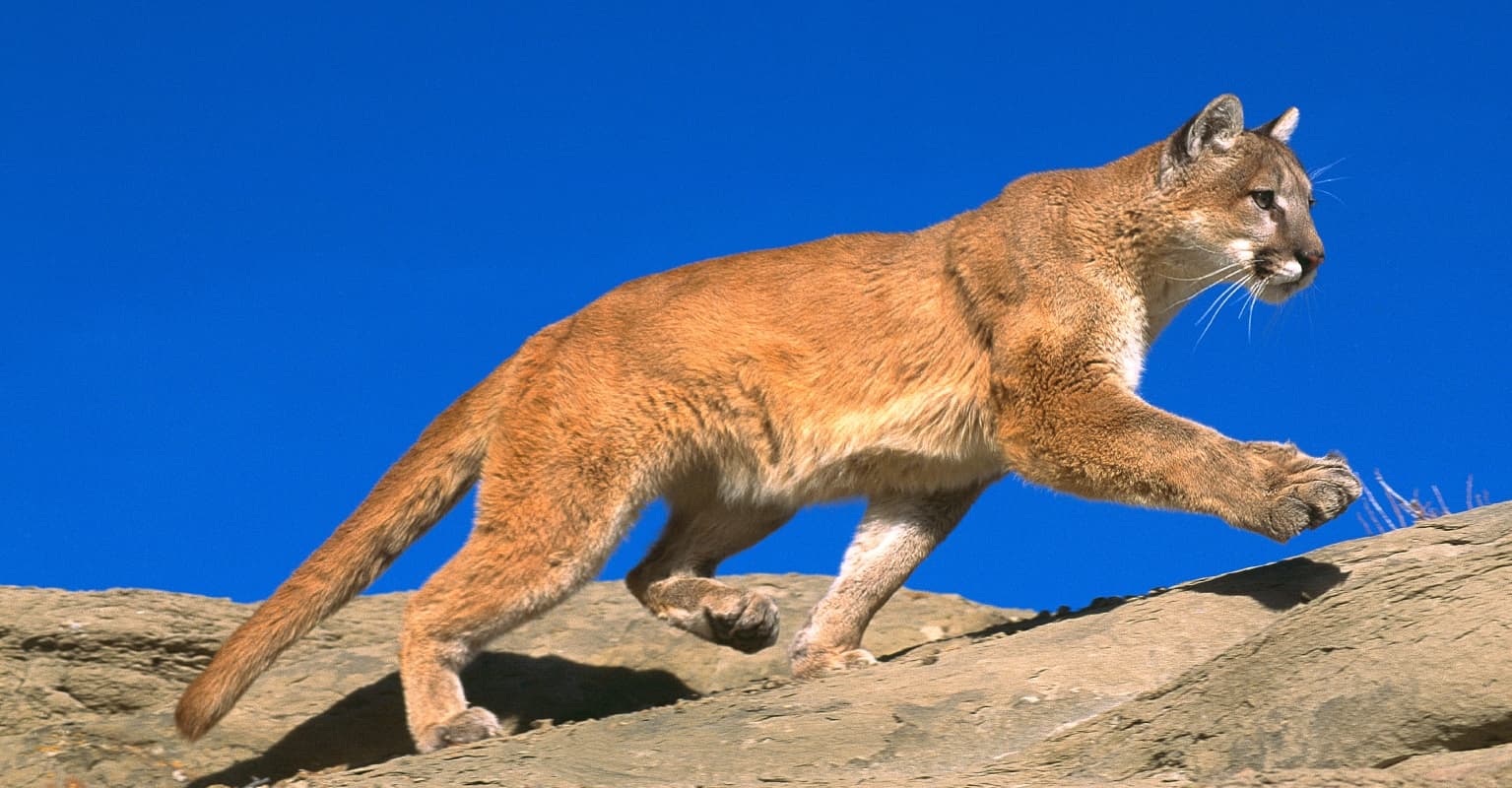 Ex-NFL player Derek Wolfe plans to eat mountain lion he killed