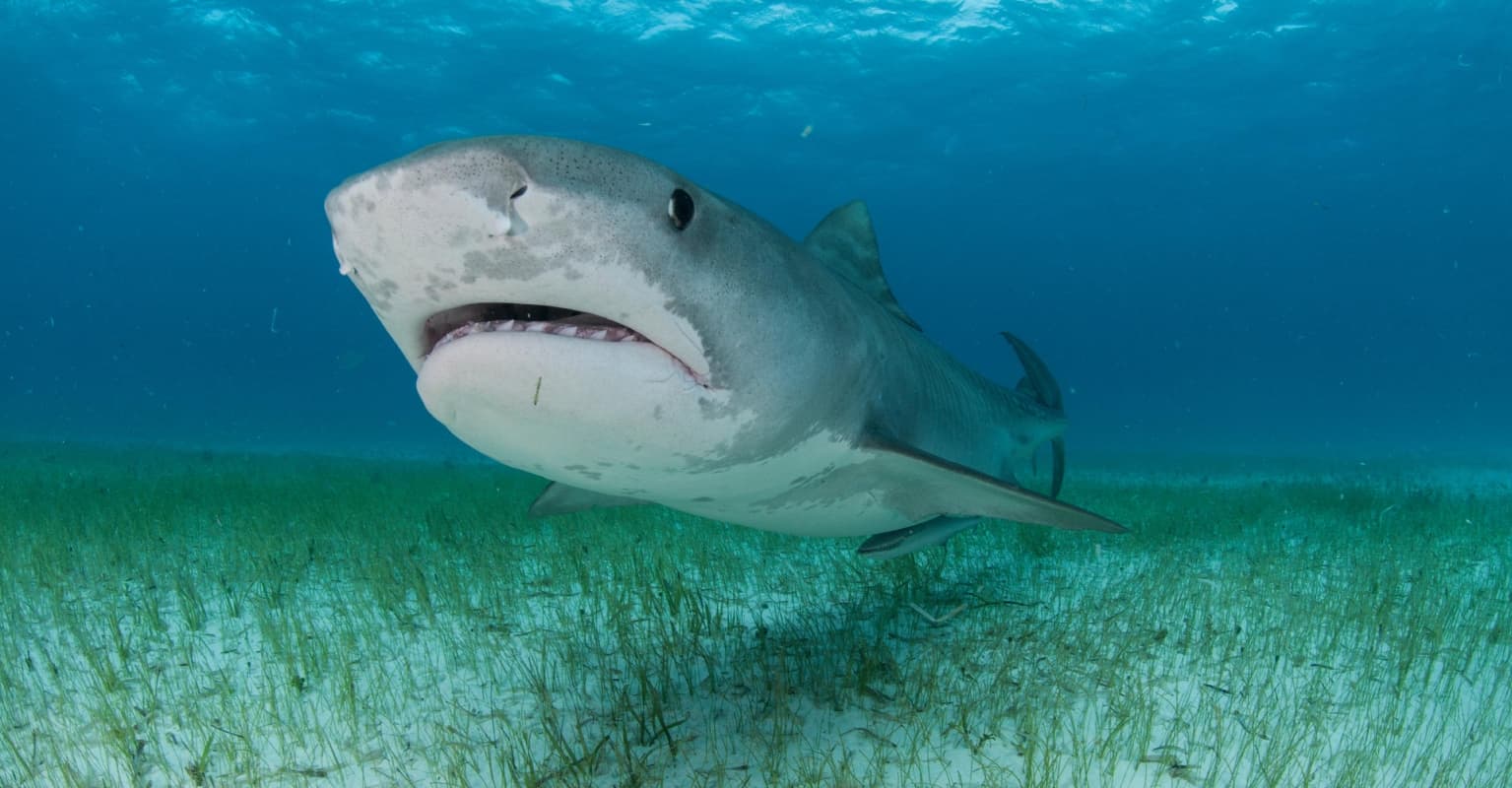 Giant shark caught after beloved father is mauled to death at busy beach