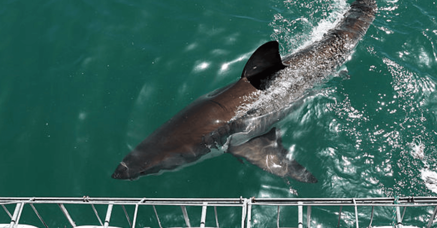 Great white shark carcass discovered in creepy abandoned wildlife park
