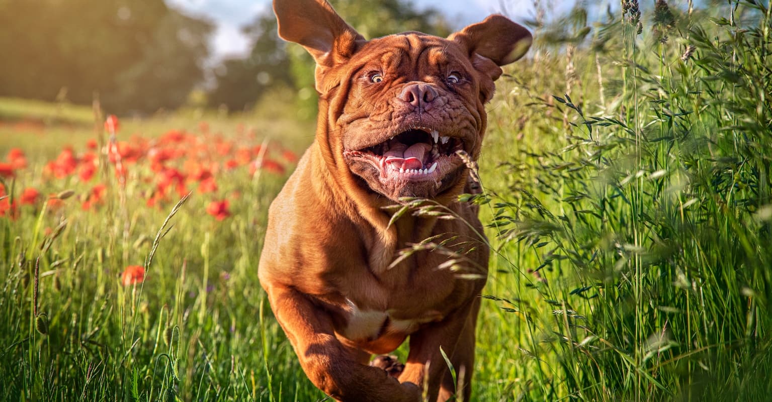 Loyal dog joins 3-year-old during his timeout in sweet viral photo