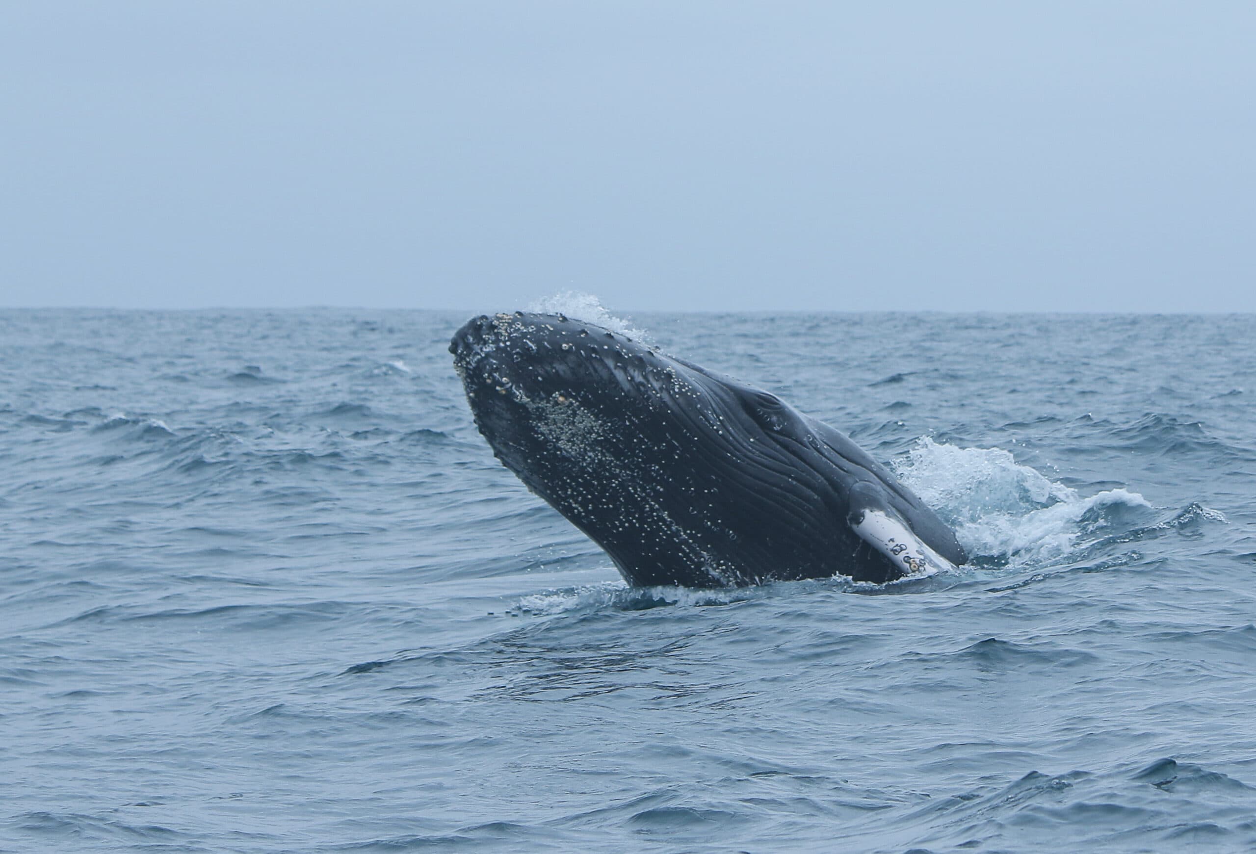 Man swallowed by whale says even scarier things have happened to him