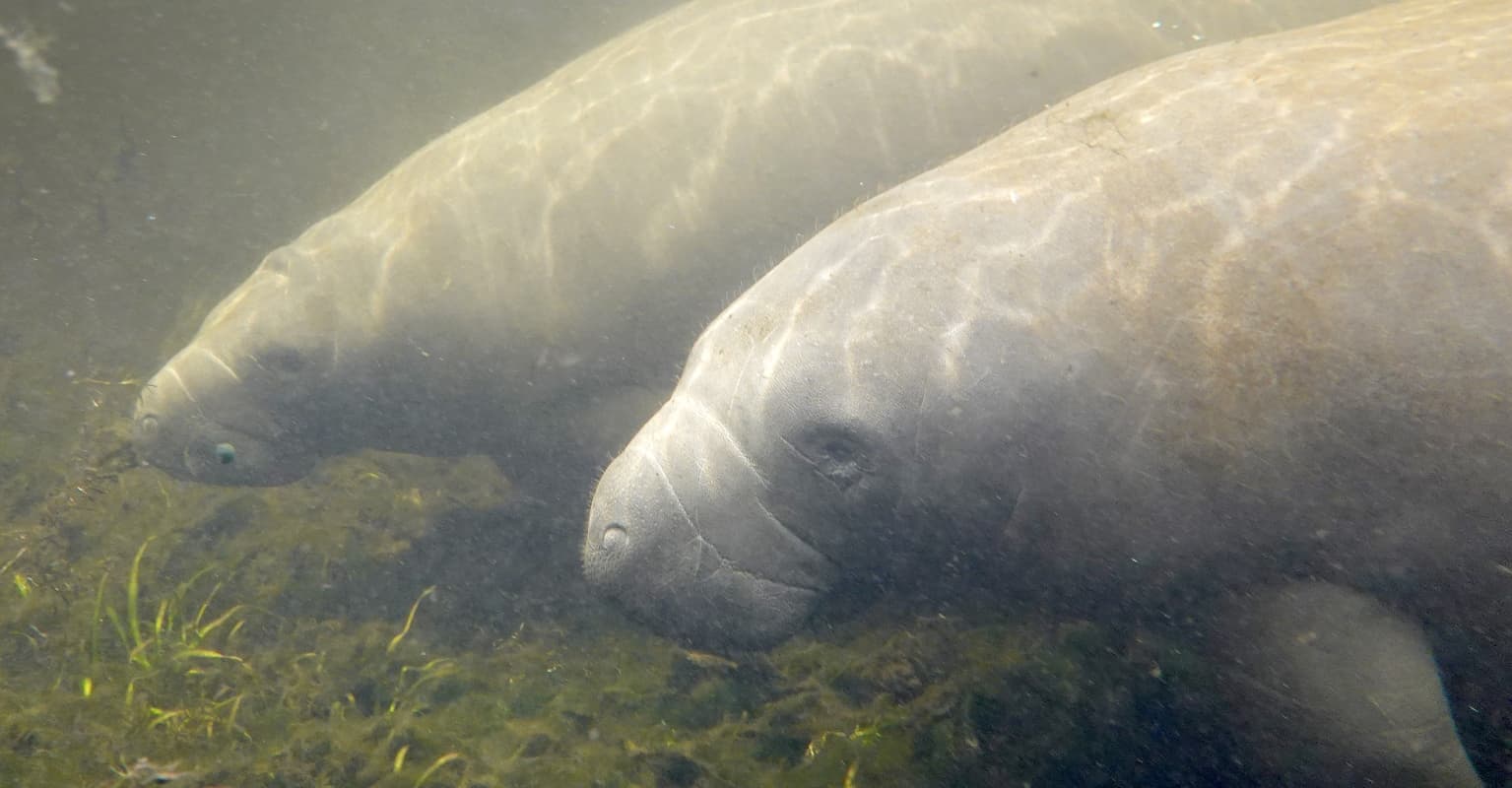 Florida manatee reportedly dies from injuries after 'having sex with his brother'
