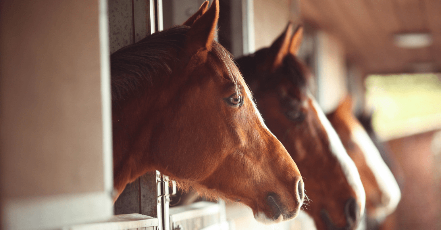 Mom of woman who spent thousands to 'become a horse' finds it 'odd'