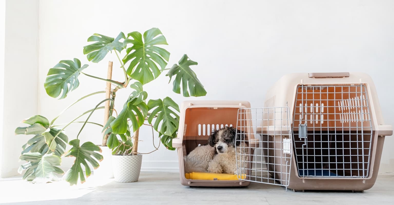 Woman abandons dog at airport after being told it couldn't fly without a crate, police say