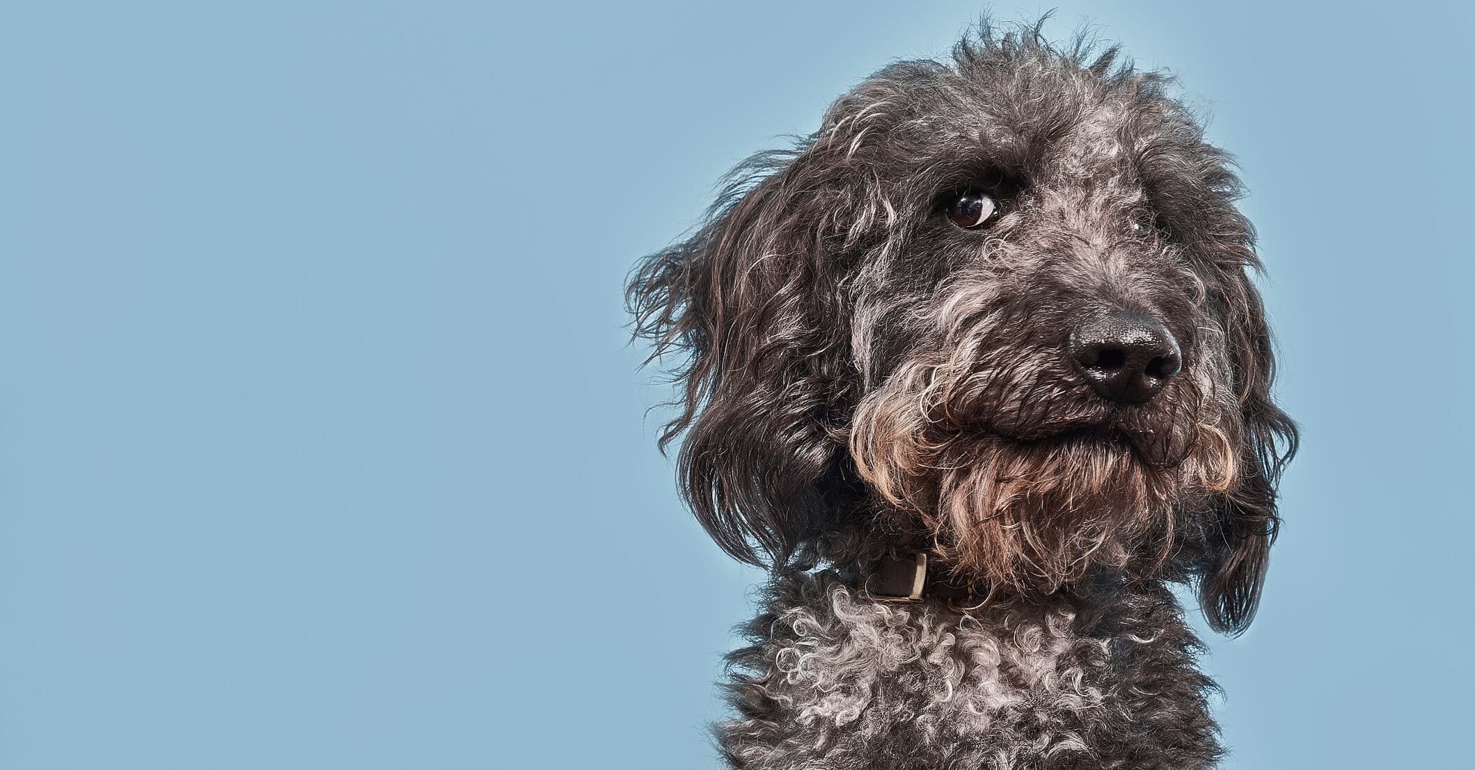 Couple get $1400 refund after being stuck next to 'farting dog' on 13-hour flight