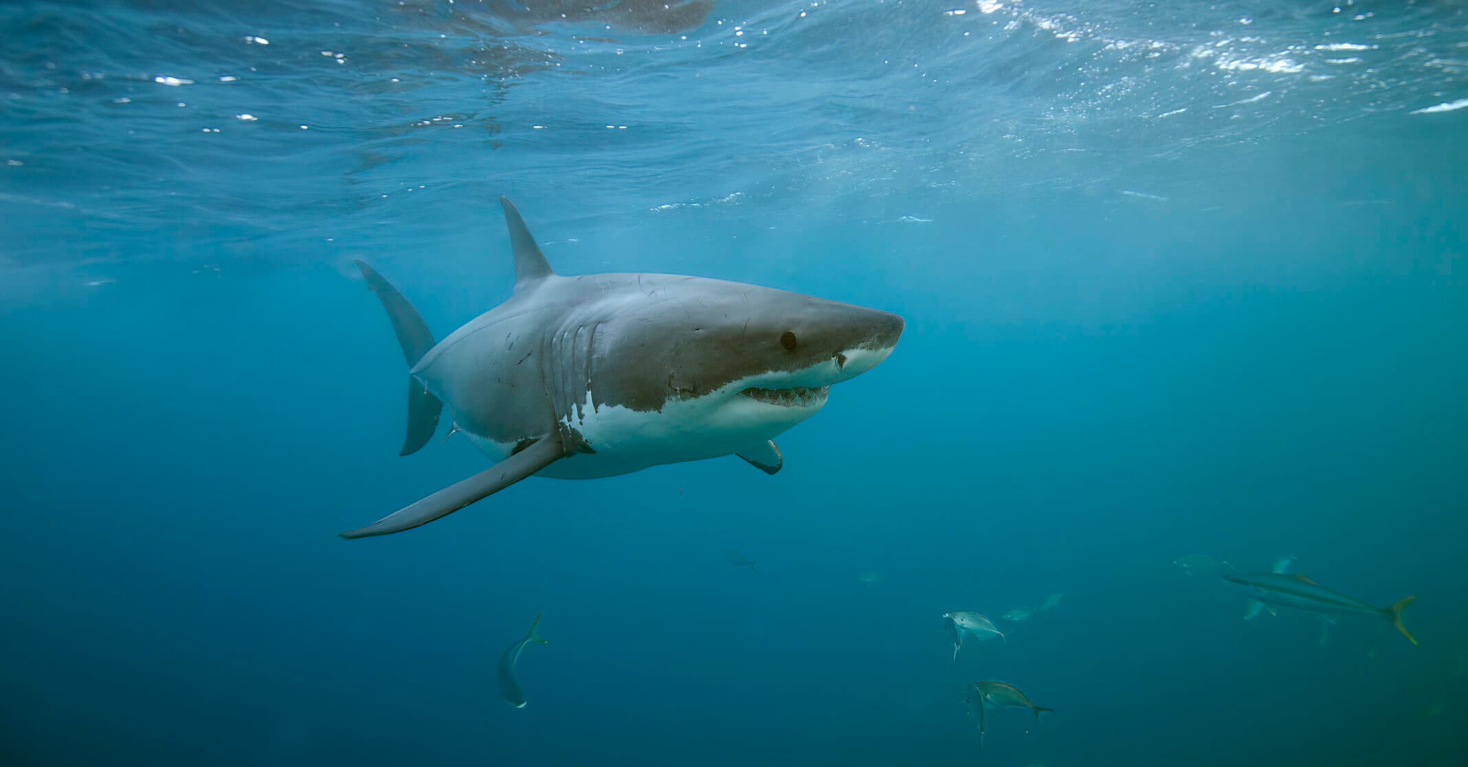 Woman dies after shark bites off her leg as she tried to save daughter