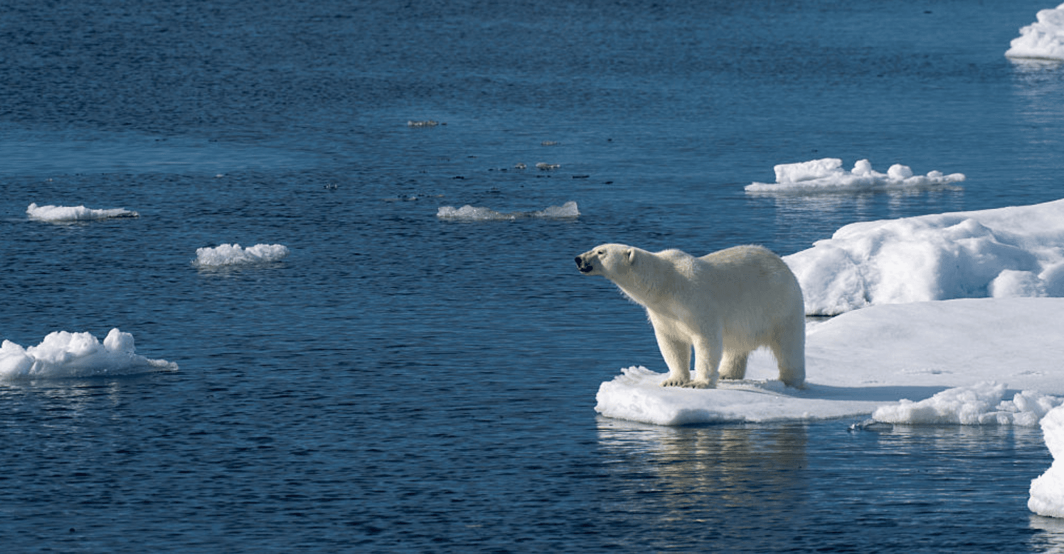 Emotional photo of a polar bear takes top prize: 'I hope that this photograph also inspires hope'