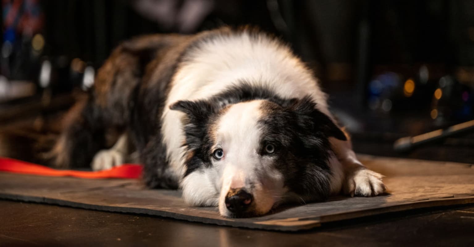 People are thrilled as Messi the dog from 'Anatomy of a Fall' takes his seat at the Oscars